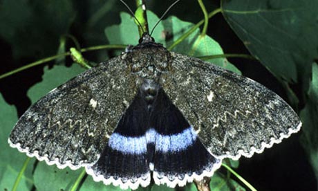 clifden-nonpareilmoth-007