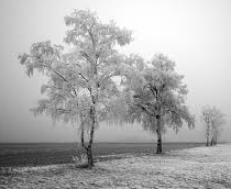 frost