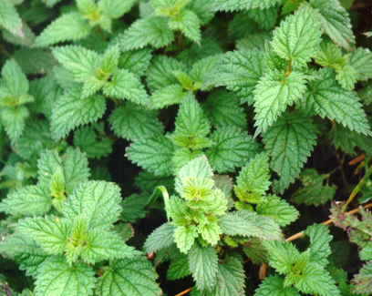 nettles