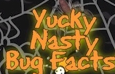 bug facts