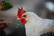 chickens2-articleinline