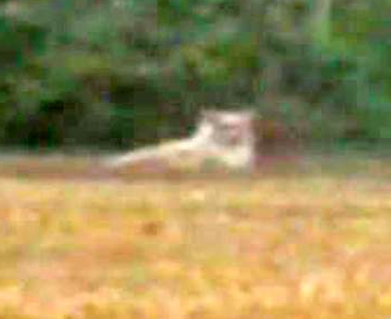 essex lion actually