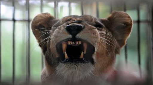 essex lion feard
