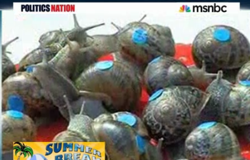 snail race msnbc al sharpton