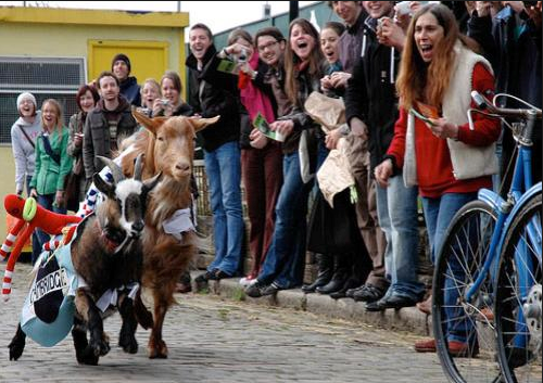 goat race full view oxford cambridge