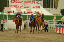 camelrace