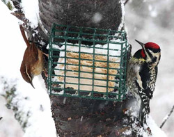 carolina-wren-and-yellow-bellied-sapsucker-at-suet-feeder