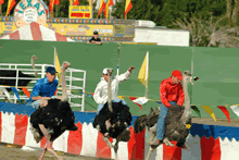 ostrichrace