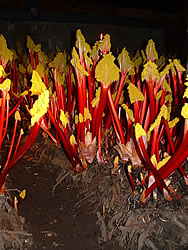 rhubarb_stalks