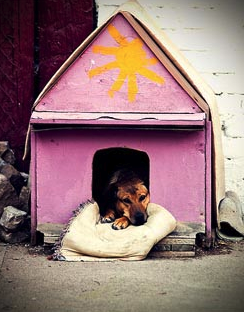doghouse