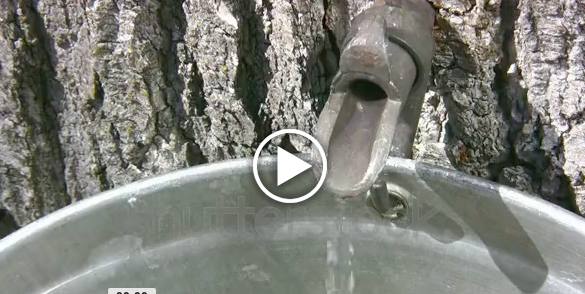 sap dripping