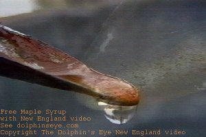 sap_dripping