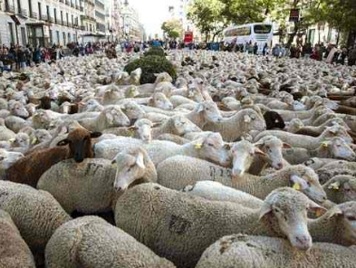 running of sheep madrid 2012