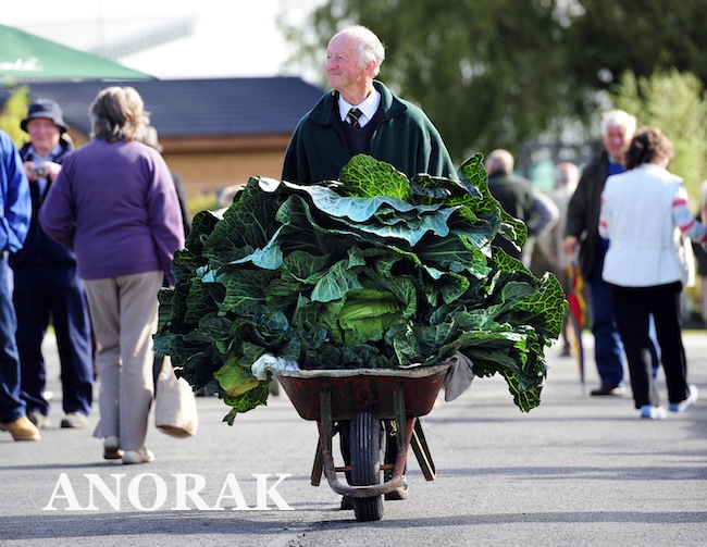 giant cabbagepa-14563548