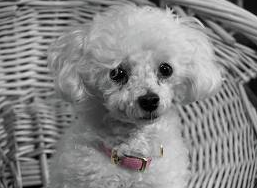 poodle