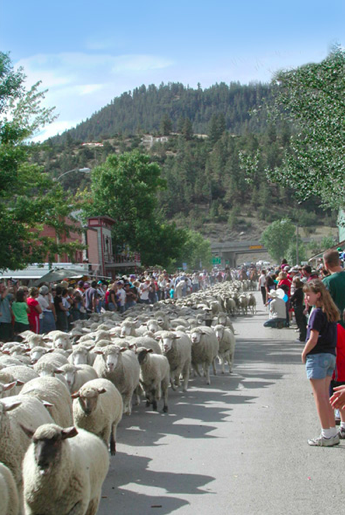 running of the sheep