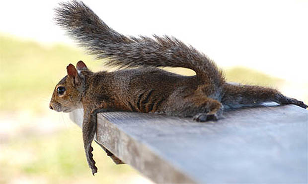 squirrel race 4