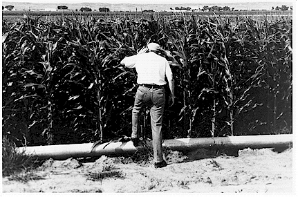corngrowing1