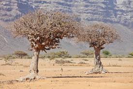 myrrh trees
